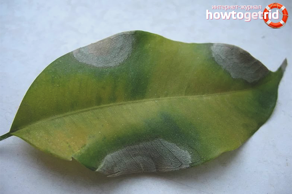 Pests and ficus diseases