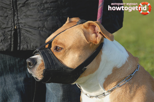 Choosing a dog muzzle