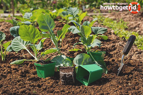 Planting broccoli in the ground