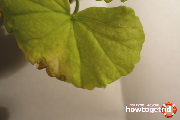 What to do if geranium leaves turn yellow