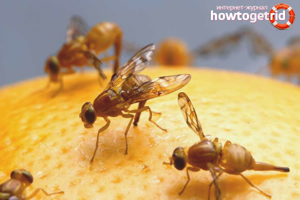 How to deal with Drosophila