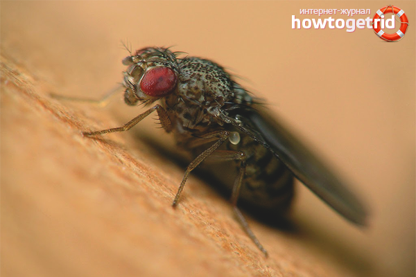 How to get rid of Drosophila in an apartment