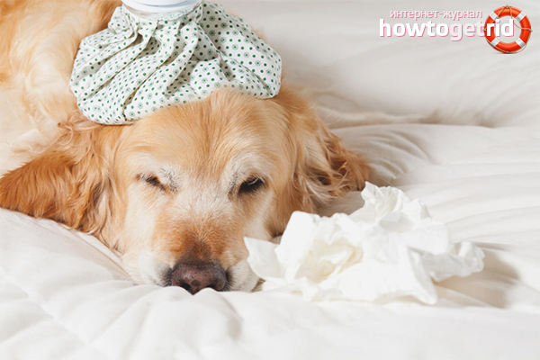 How to treat a dog's cough