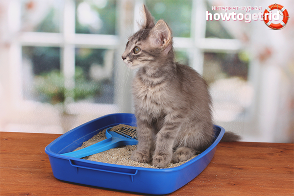 How to train a cat to a tray