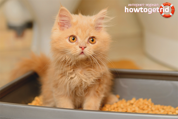 How to train a kitten to a tray