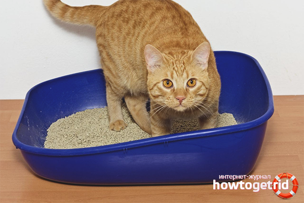 How to train an adult cat in a tray
