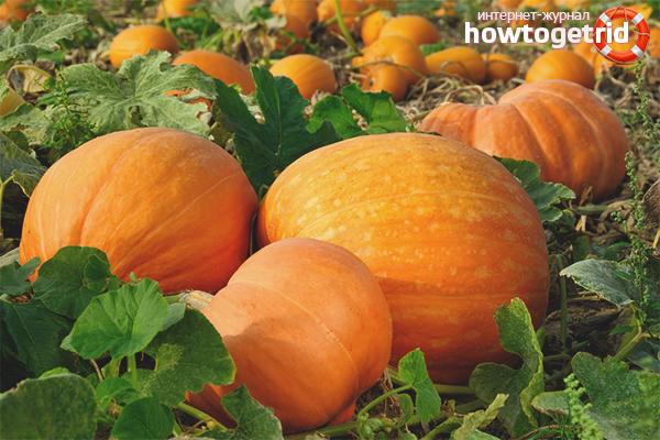 How to grow a pumpkin in the open ground