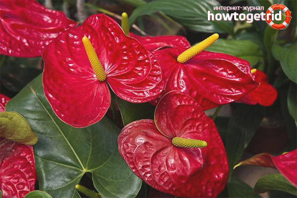 Why does not Anthurium bloom