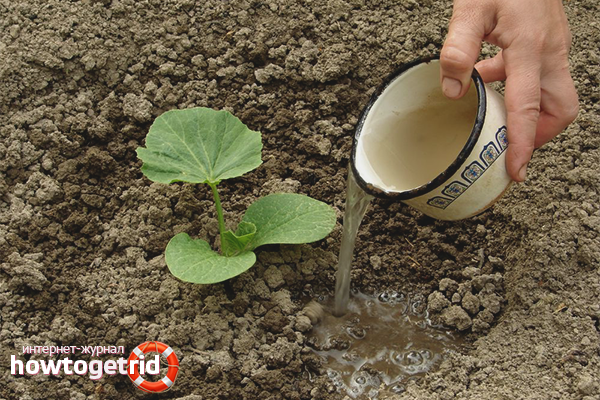 Planting pumpkin seedlings