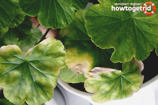 Yellow leaves of geranium affected by fungus