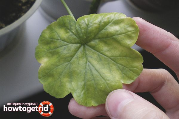 Yellow leaves of geranium