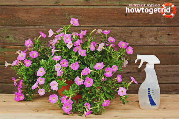 How to feed petunia for abundant flowering