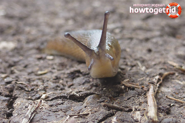How to deal with slugs in the garden