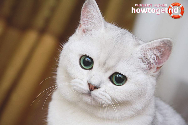 Why the cat began to write anywhere