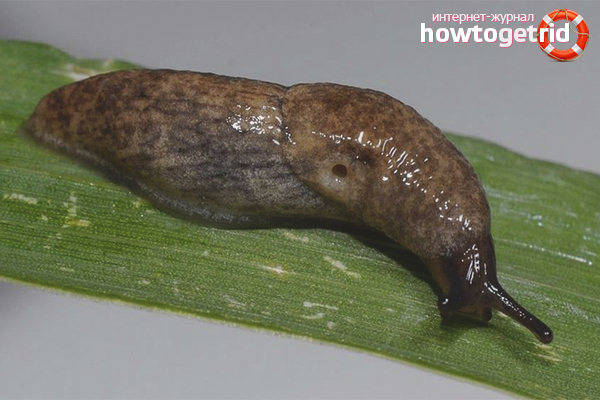 Radical slug control