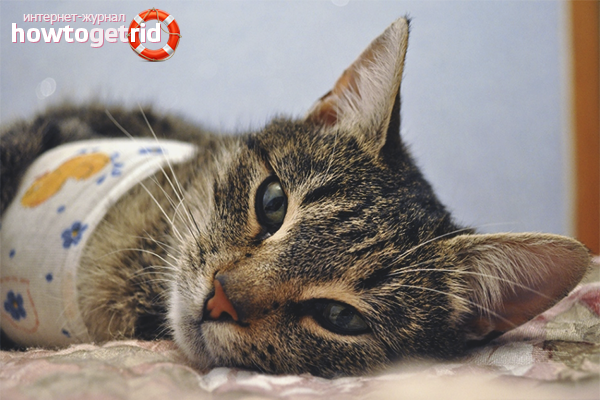 How to care for a cat after sterilization