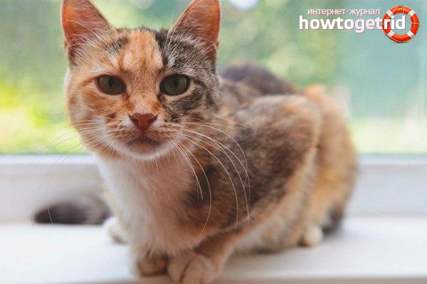 Cat behavior after sterilization