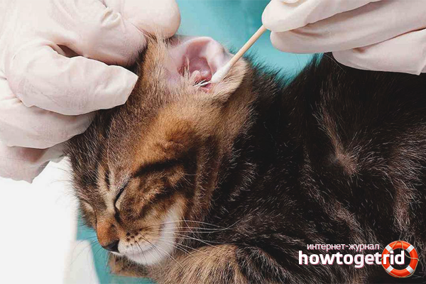 How often to clean your cat’s ears