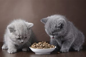 How to train a kitten to dry food