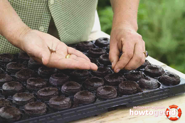 How to plant seeds in peat tablets