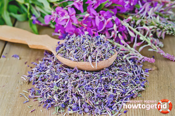 Features of harvesting willow tea