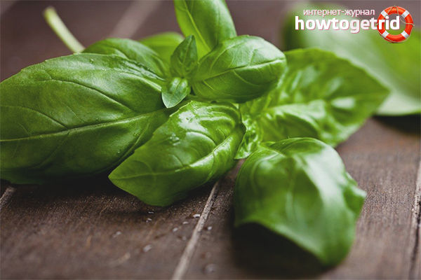 The benefits of basil for diseases