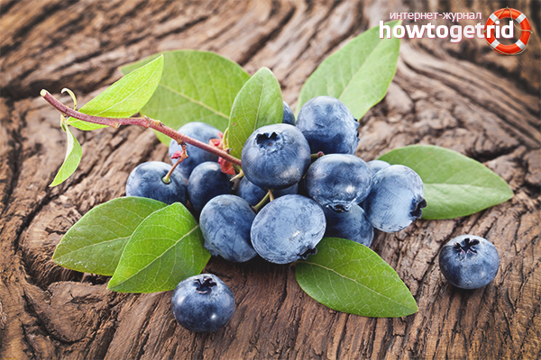 The benefits of blueberry leaves and branches