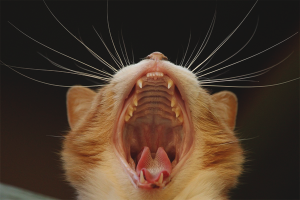 Cats have bad breath