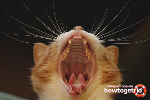 Les chats ont mauvaise haleine