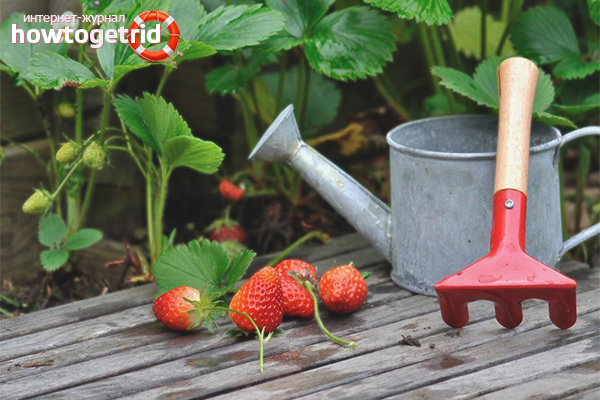 How to feed strawberries in the fall