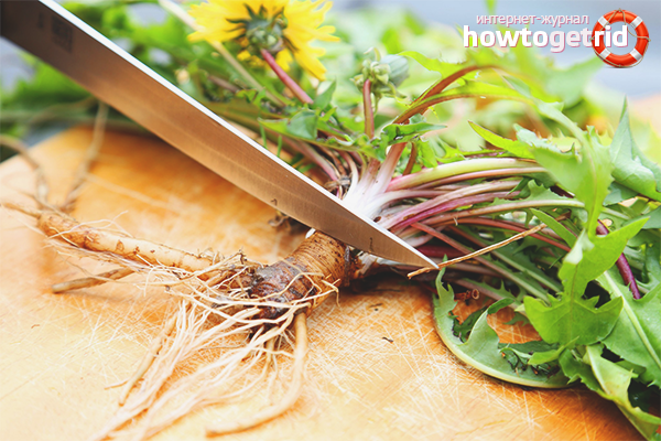 How to apply dandelion root