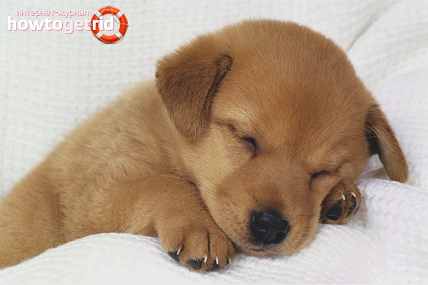 How to teach a puppy to sleep at night