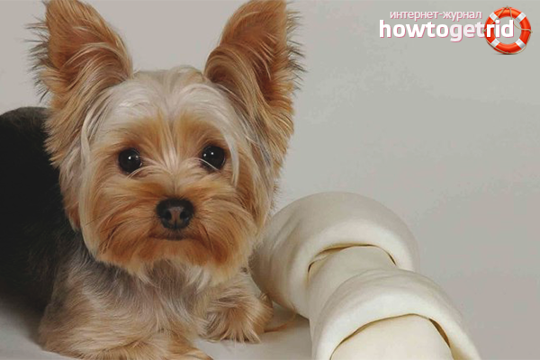 How to care for the Yorkshire Terrier