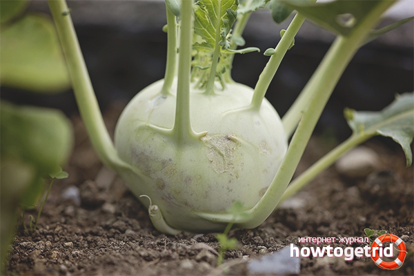 Kohlrabi for heart disease