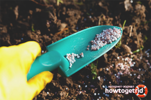 Mineral for feeding strawberries