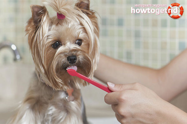 Yorkshire Terrier Care