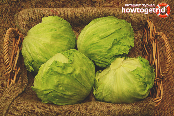 The action of lettuce Iceberg on the body