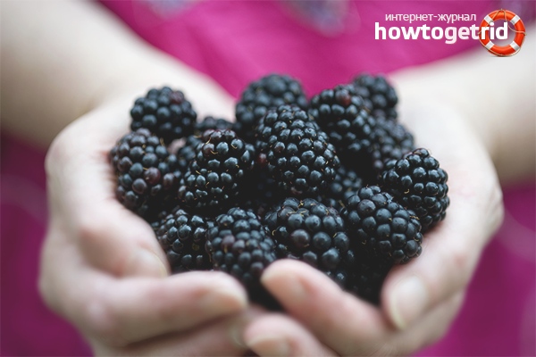 The benefits of blackberries in lactation