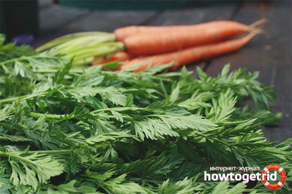 The benefits and harms of carrot tops
