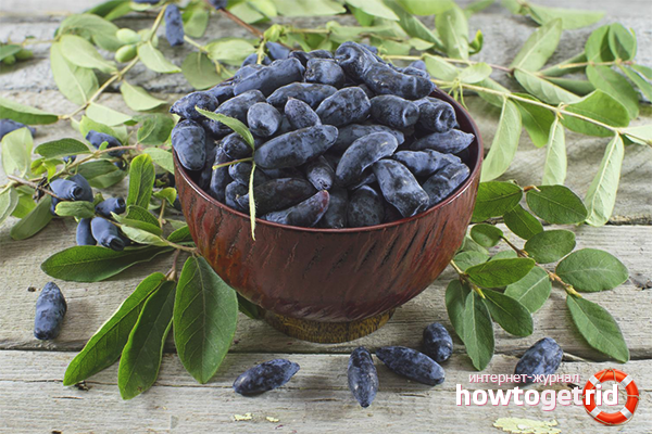 The benefits and harms of honeysuckle