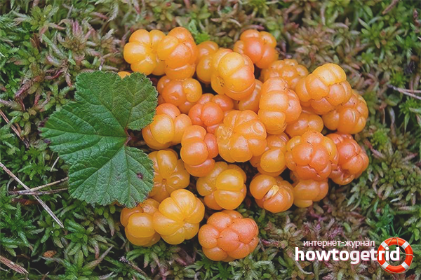 What is prepared from cloudberries