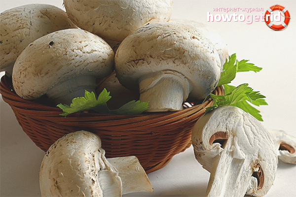 Harmful properties of champignons