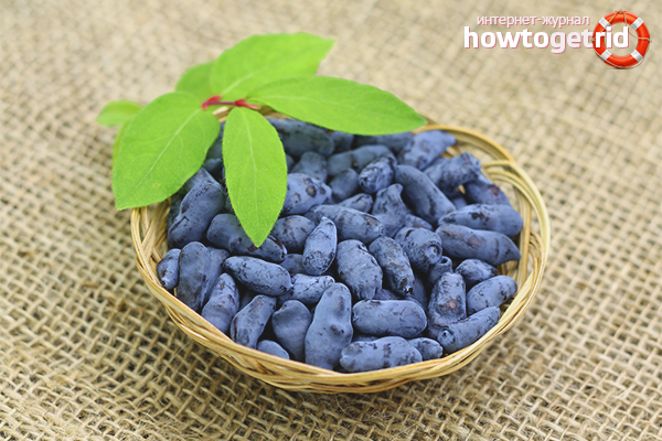 Honeysuckle for weight loss