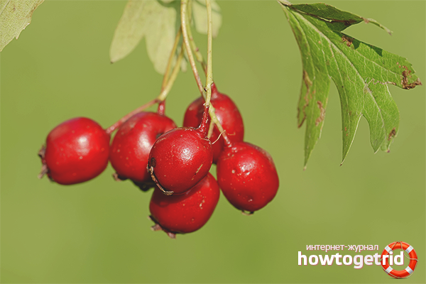Hawthorn for hypertension