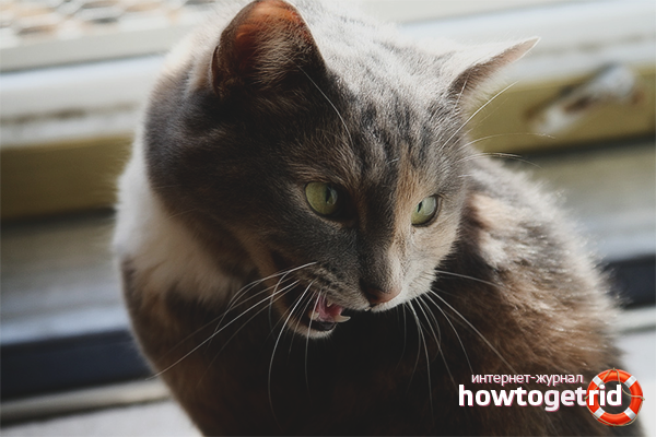 What to do if a cat yells and wants a cat