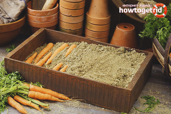 Storage of carrots in the sand
