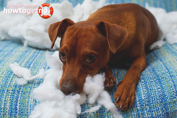 How to wean a dog to nibble everything