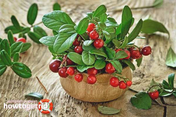 How to take lingonberries with cystitis
