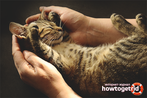 How to teach a cat to hands