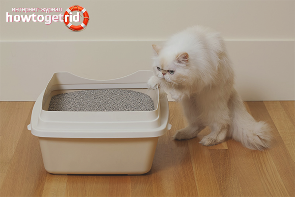 How to choose a cat litter
